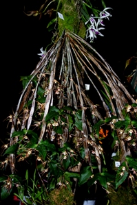 Dendrobium tetragonum ‘Mabela’ CCM/AOS 86 pts.